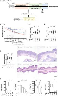 Treatment of Intestinal Inflammation With Epicutaneous Immunotherapy Requires TGF-β and IL-10 but Not Foxp3+ Tregs